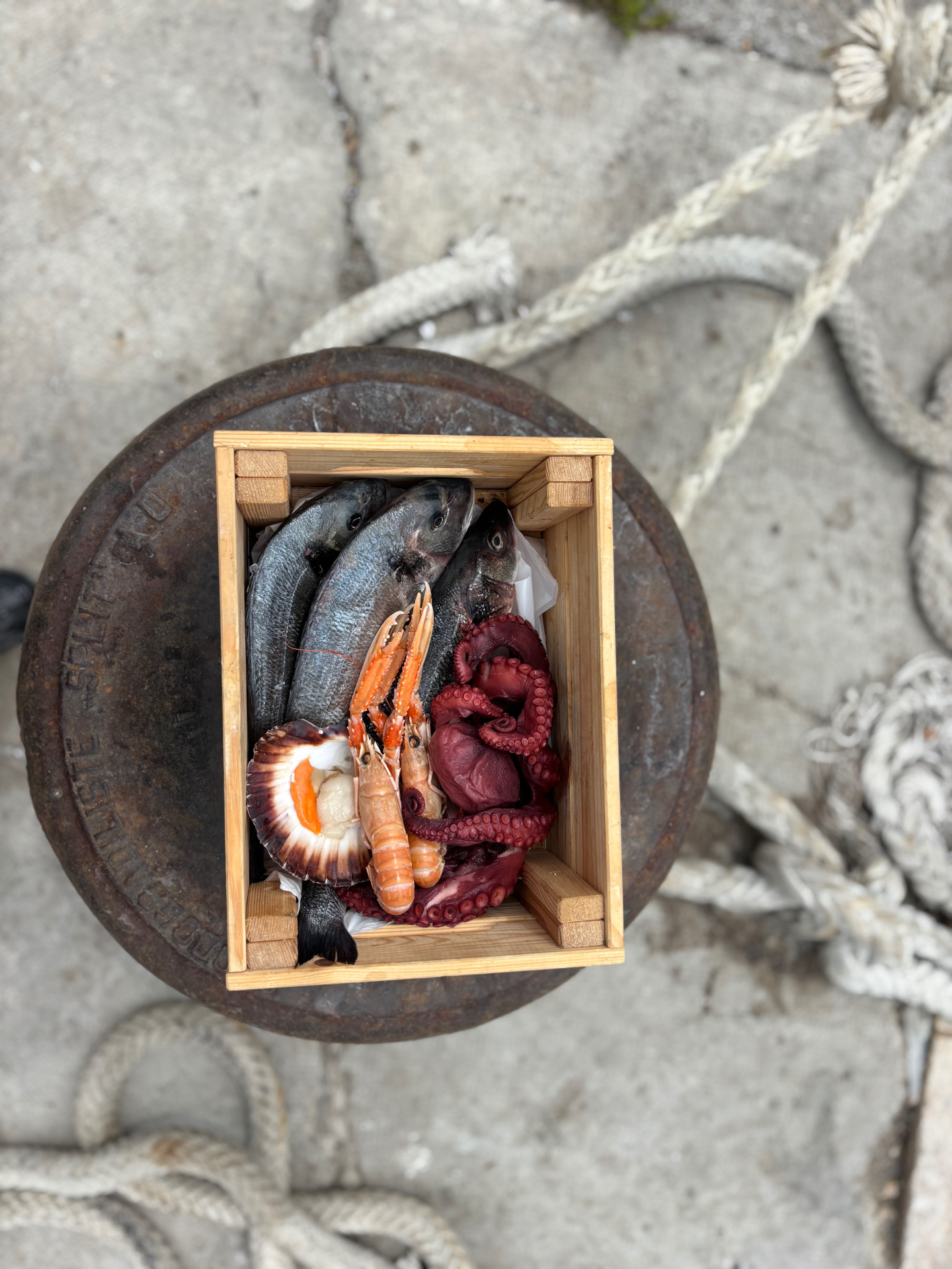Wooden crate with fresh Adriatic seafood — sea bass, octopus, scampi and scallop on a Biograd harbour bollard